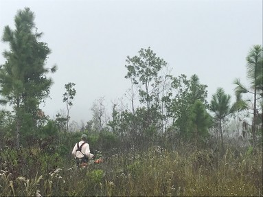 Ridge Rangers braved a foggy morning to remove slash pine