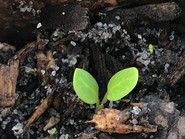 sandhill milkweed sprout