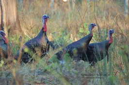 Wild Turkey Cost Share Program