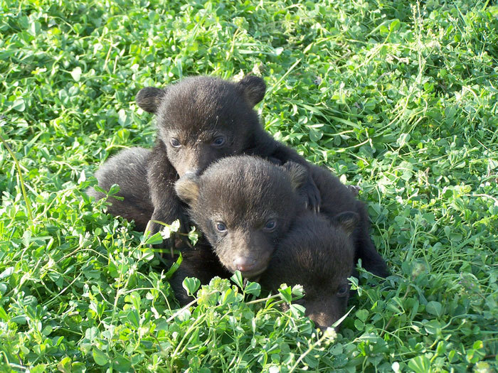 bear cubs