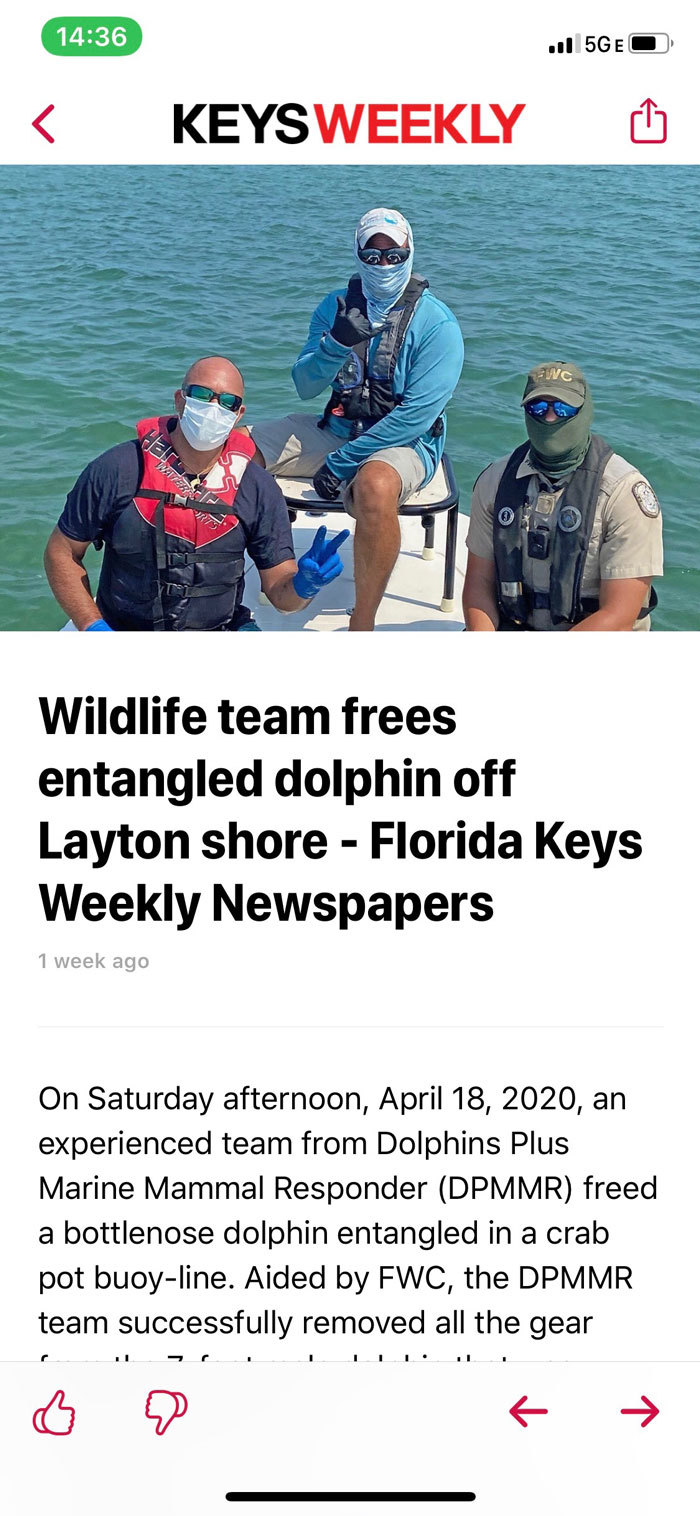 dolphin article