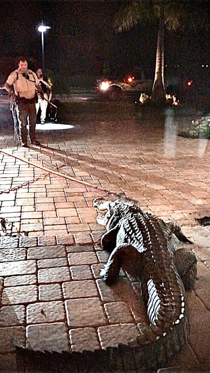 alligator capture