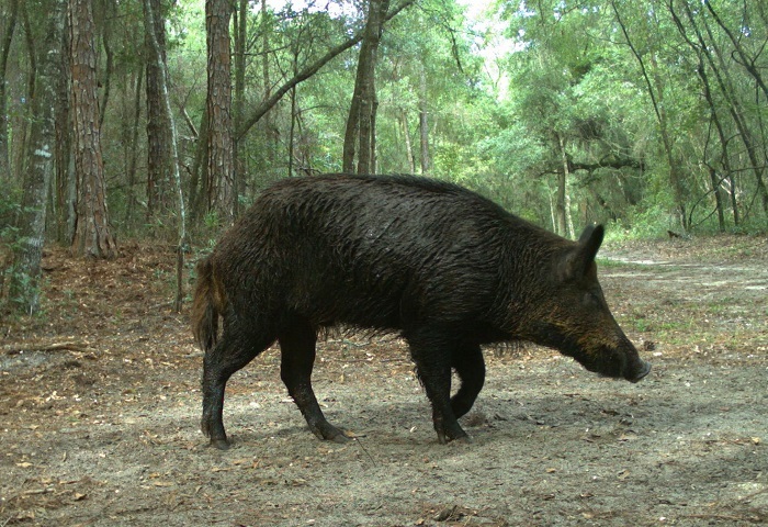 wild hog