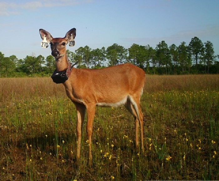 deer research