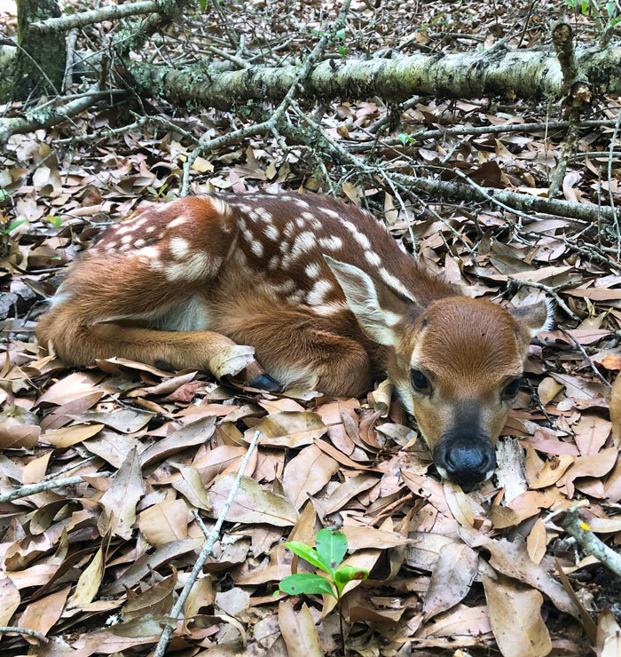 fawn 2