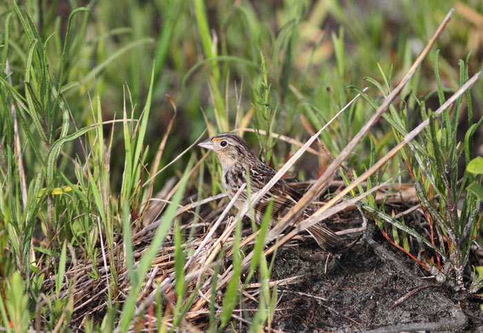 Florida grasshopper sparrow in the wild