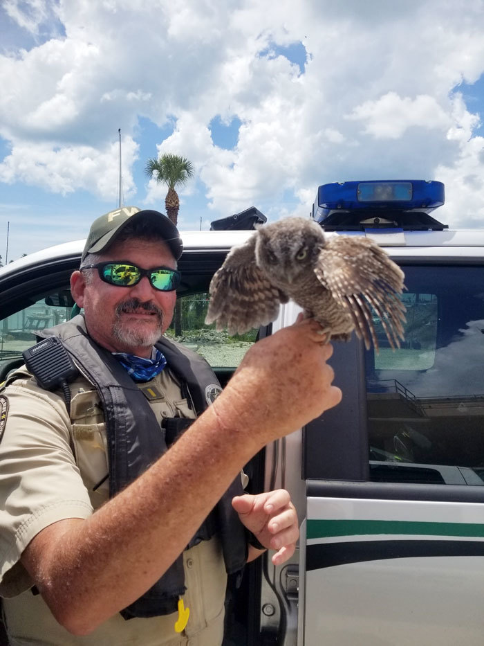 screech owl rescue