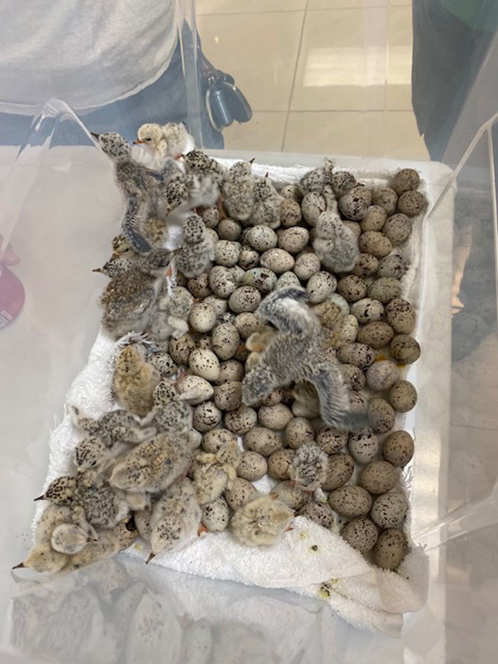 tern eggs and chicks