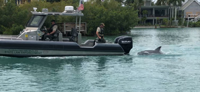 boat trailed by dolphin
