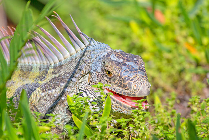 iguana