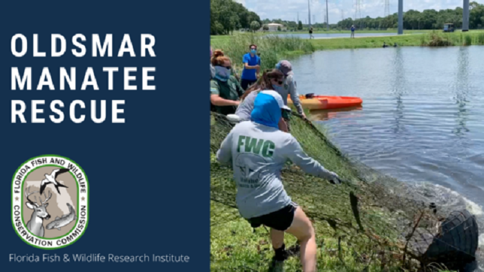 manatee rescue