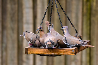 White-winged doves congregate at a backyard feeder. Photo by Kelly O'Connor.