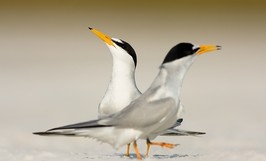 least tern pair