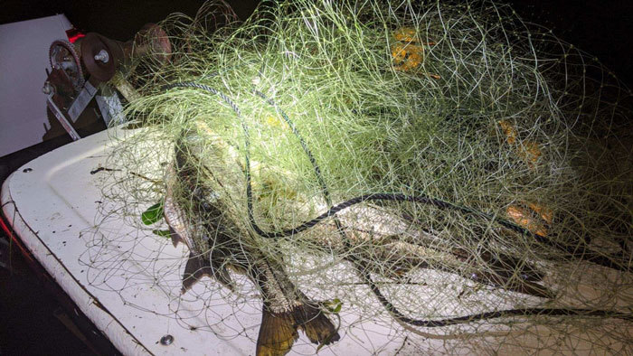 gill net with fish