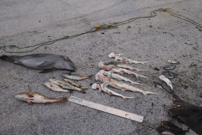 netted fish and dolphin