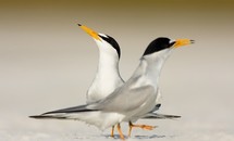 least terns