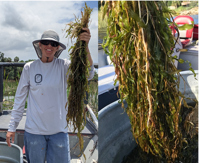 pondweed planting