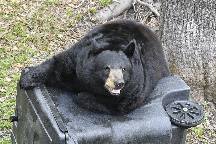 bear on garbage container