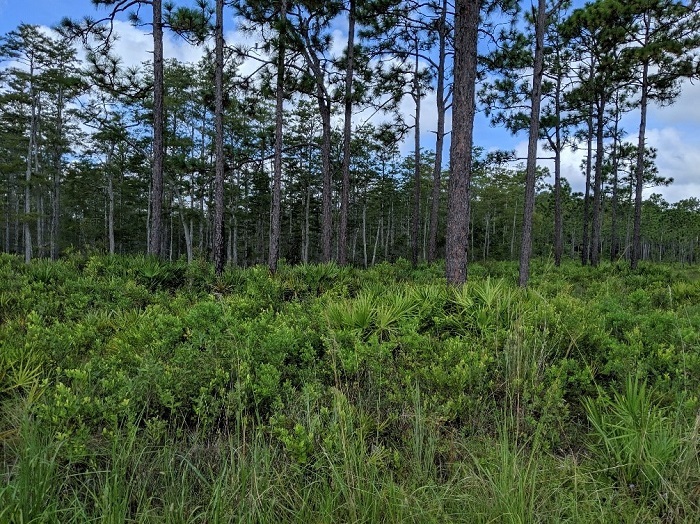 landscape of triple n wma