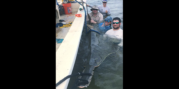 people in water holding sawfish