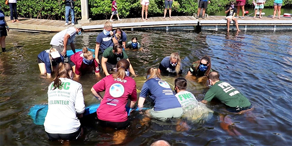 people in water with a manatee