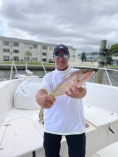 yellowtail snapper