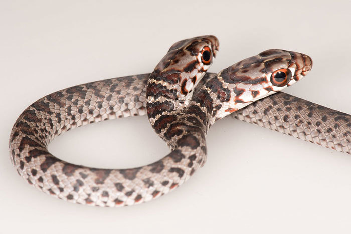 racer with two heads