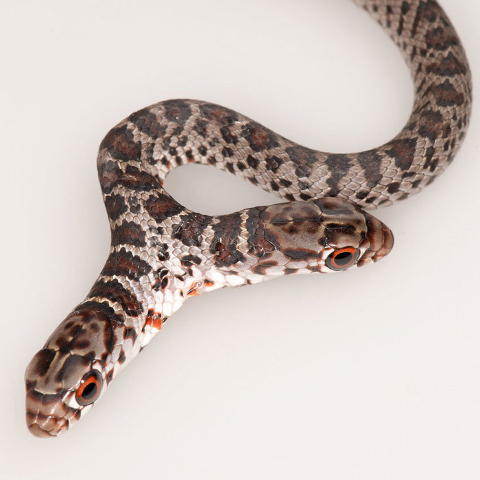 racer with two heads