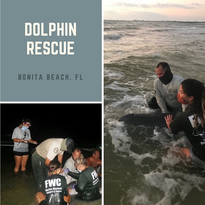 dolphin rescue