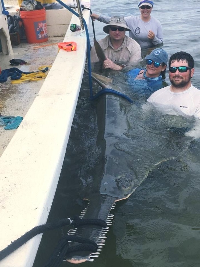 sawfish and researchers