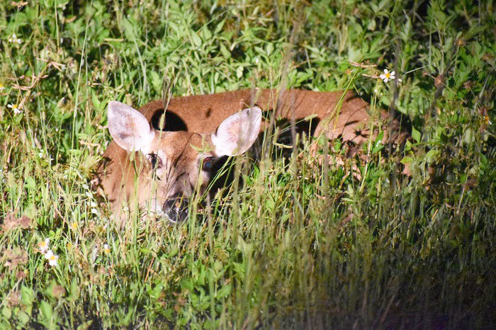 Everglades high water review