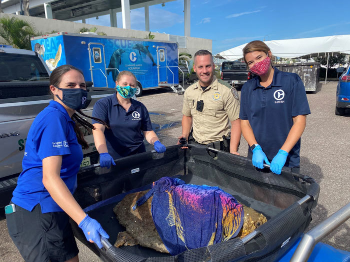 sea turtle rescue