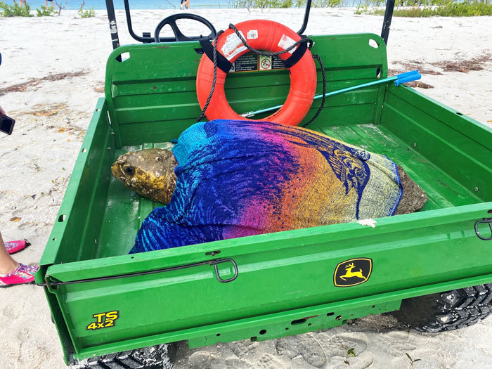 sea turtle rescue