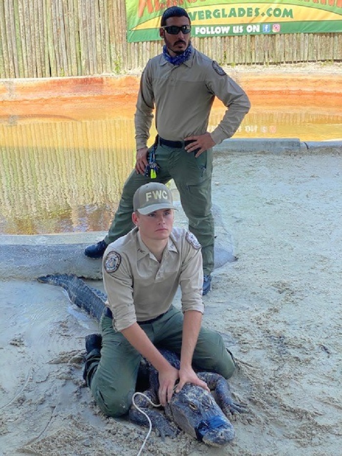 alligator handling