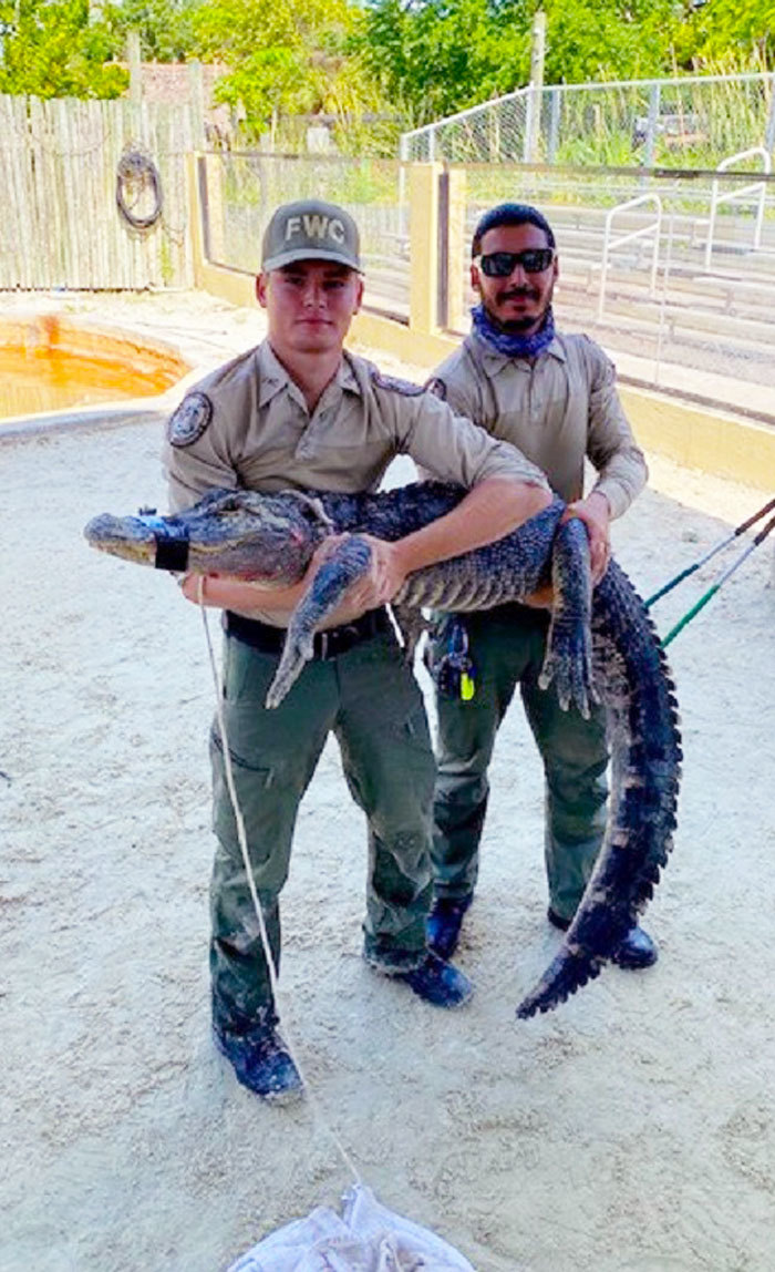 alligator handling