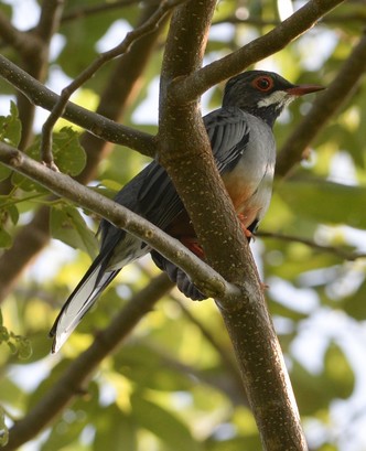 A Red-legged Thrush perched in a tree