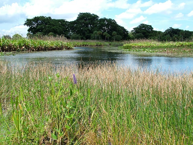 Marsh and open water with trees in the background
