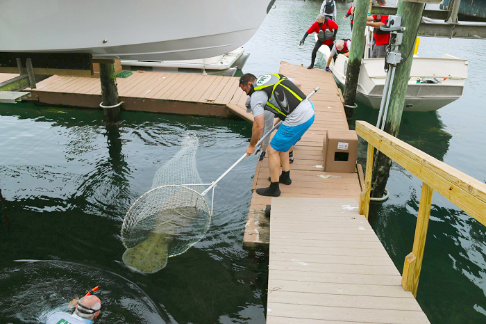 manatee rescue