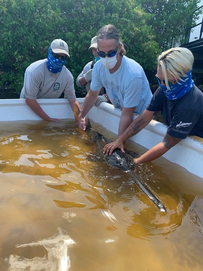 smalltooth sawfish research catch