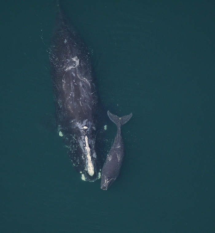 whale and calf