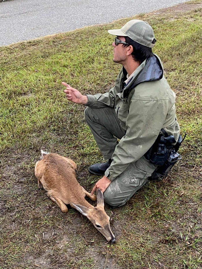 John Salem helps with an injured fawn