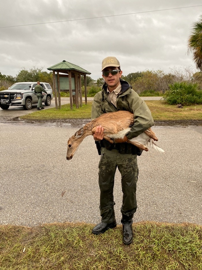 John Salem helps with an injured fawn