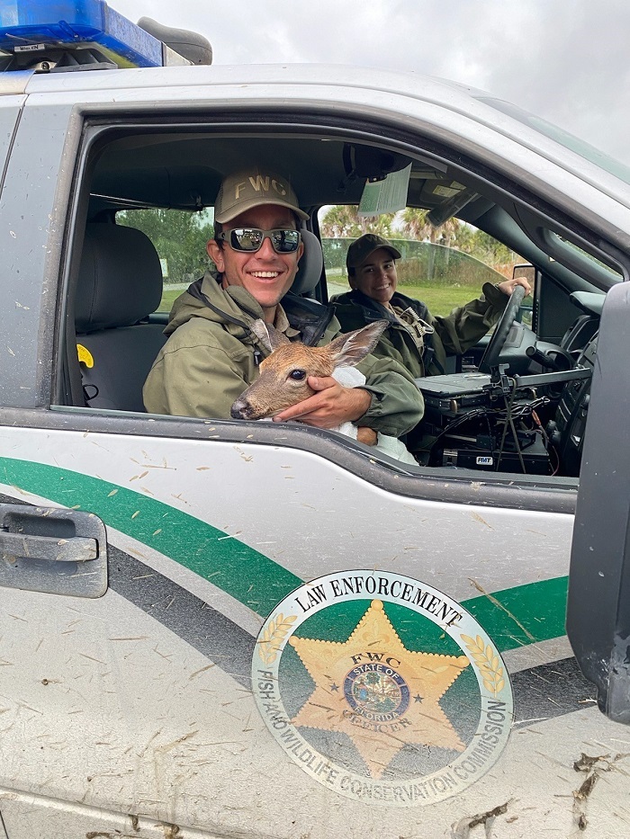 John Salem helps with an injured fawn