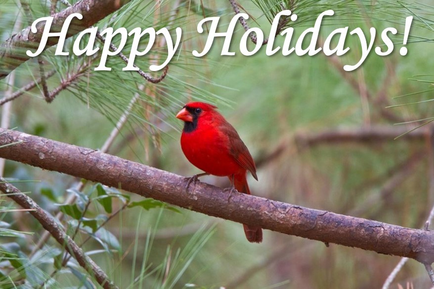 Happy holidays cardinal