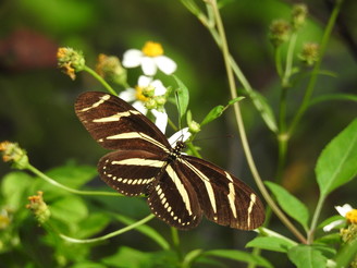 Zebra Longwing Butterfly, posed with wings open