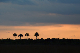 Orange sunset framing three distant palm trees at Everglades National Park