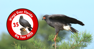 Perched Snail Kite with mockup of Big year button