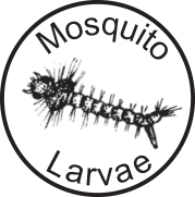 Mosquito Larvae