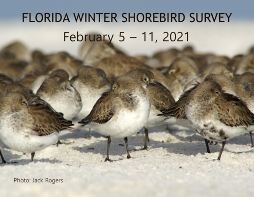 Winter Shorebird Survey Save-the-date