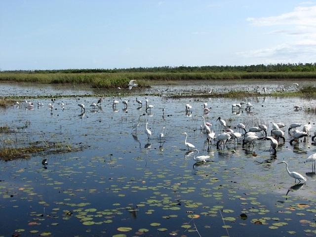 Wading birds gather at Savannas Preserve State Park